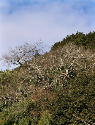 IMG_9939.jpg